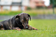 © Alvaro Lavin/Stocksy - Small black dog chewing on toy in backyard