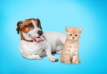 Canvas Print - Cute smart puppy and kitten sit together