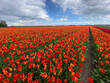 © Beatrix Boros/Stocksy - Famous tulip fields in the Netherlands