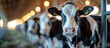 © Sunshine - Close-Up of Dairy Cow in Barn with Warm Lighting and Bokeh Background