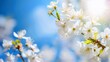 © Harjo - Cherry blossom branch white flowers on sunny blue sky. Springtime flowering beautiful nature landscape which is very beautiful