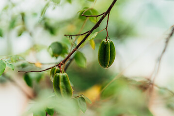 Close-Up of Green Starfruit on Tree Branch