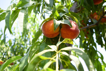 Fresh Ripe Peach fruits on a tree branch with leaves closeup, A bunch of ripe Peaches on a branch, Ripe delicious fruit peaches on the tree, Ripe sweet peach fruitson a tree, Chakwal, Punjab, Pakistan