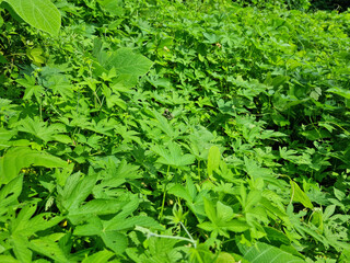 Wall Mural - close up Humulus japonicus leaves.