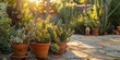 © AkuAku - Potted chaparral and cactus plants on a patio in a drought tolerant garden in a residential backyard