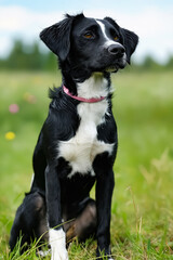 Poster - A black and white dog sitting in a field of grass