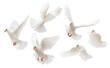 © zhane luk - some white doves flying on white background