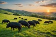 © ThomasLENNE - Herd of black iberian pigs grazing on green grassy field near hills on sunny summer during sunset in countryside