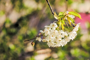 Wall Mural - blossom season background. white flowers in spring. beautiful branch of fruit tree in the garden. beauty in nature concept