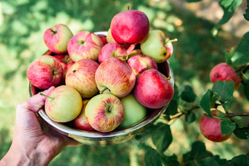 Wall Mural - Young woman holding bowl full of apples in fruit orchard. Apple harvest and picking.