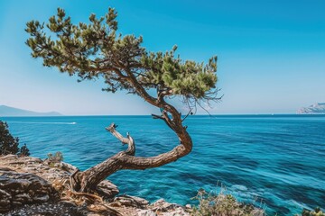 A rocky cliff overlooking a clear blue sea, with a single twisted tree growing by the edge.