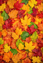 Wall Mural - Colorful Autumn Leaves Background