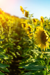 Canvas Print - Sunflower flower on agriculture field, growing sunflower for production.