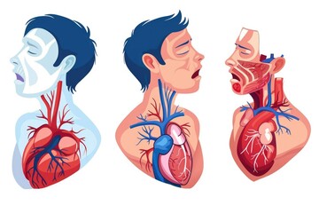 Poster - Image shows a person's chest with visible heart anatomy, suitable for educational purposes or medical illustrations