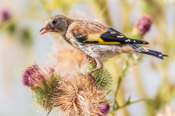 Poster - European goldfinch with juvenile plumage, feeding on the seeds of thistles. Carduelis carduelis.