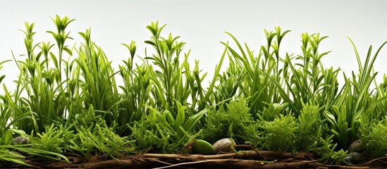 Green grass isolated on white background with clipping path. Spring concept.