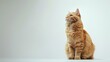 © Fotograf - A domesticated orange tabby cat is seen sitting comfortably on top of a table