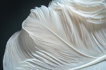 Poster - A close-up shot of a single white feather sitting on a dark, black surface