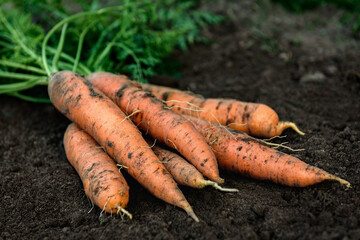 Wall Mural - Fresh carrot harvest on soil in garden.