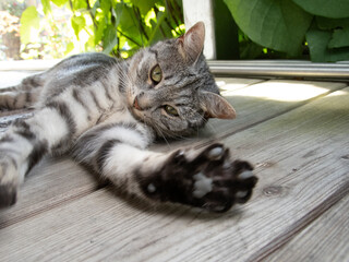 Junge Hauskatzen, Lily und Pauli