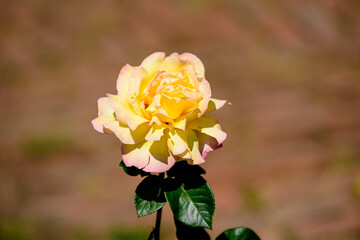 Wall Mural - Close up of one large and delicate vivid yellow rose in full bloom in a summer garden, in direct sunlight, with blurred green leaves in the background.