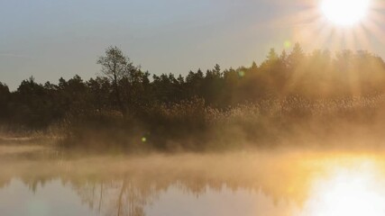 Canvas Print - Morning mist at a lake by a bog in a forest in autumn