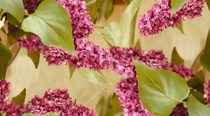 Wall Mural - Background floral pattern with lilac flowers