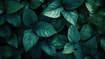 Poster - A detailed view of a cluster of green leaves