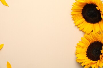 Wall Mural - Sunflower heads and petals on beige background, flat lay. Space for text