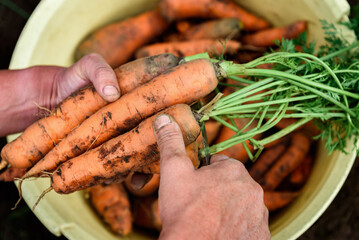 Wall Mural - Hands holding and cleaning a bunch of carrots for storage.