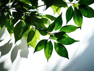 Wall Mural - Abstract natural tree leaves shadow on white wall background