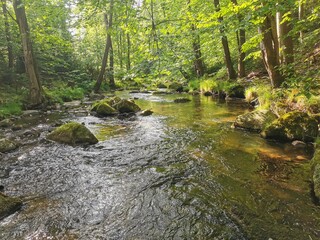 Poster - czech forest river