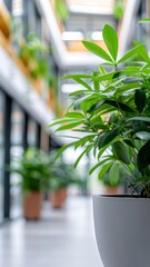 green indoor plants in white pot, modern office interior, natural decor, sustainable design, minimalist style, green leaves, sunlight, office space, urban jungle, contemporary architecture.