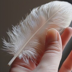 Poster - A person's hand delicately cradles a soft white feather, showcasing its intricate details in warm, natural light