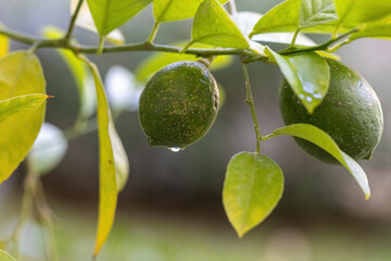 Sticker - Green lemons that are not yet ripe on the tree