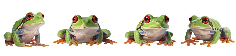 frog (png)