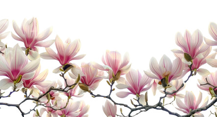 Poster - PNG Magnolia flowers outdoors blossom nature.