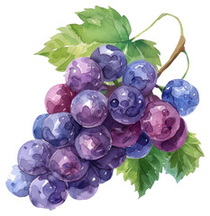 Wall Mural - PNG Grapes grapes blueberry produce.