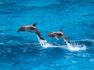 dolphin jumping out of water