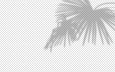 Wall Mural - shadow overlay from a palm tree branch isolated on a transparent background.