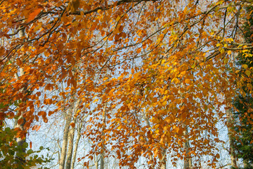 Wall Mural - beautiful colored autumnal foliage of a tree in front of blue sky growing in a park