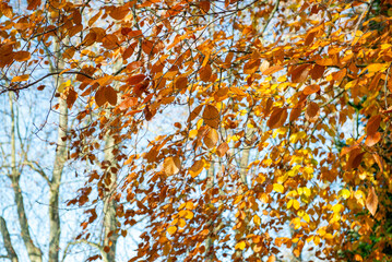 Wall Mural - beautiful colored autumnal foliage of a birch tree in front of blue sky growing in a park