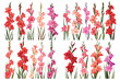 © Creative_Design - Branch of a gladiolus flower, Beautiful gladiolus flower set, Red and pink gladiolus flower, Beautiful summer flowers, Colorful gladiolus flowers, Multicolor gladiolus flower, Vector illustration