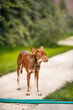 © Lena May - Australian Kelpie puppy outside in the yard on the green lawn