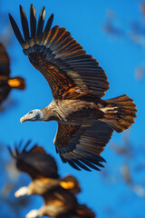 Poster - A group of vultures circling in the sky, feeling the freedom of the open air,