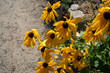 © Olivia Neuhaus - mage of yellow rudbeckia hirta flowers ( coneflowers )