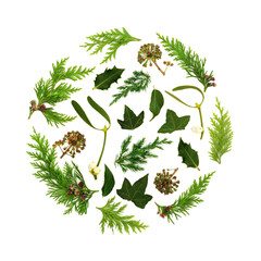 Wall Mural - Christmas winter natural flora, holly berry, ivy, mistletoe berries, cedar fir  pine cones on white background frame border. Festive nature vibrant design for Yule Noel Xmas.
