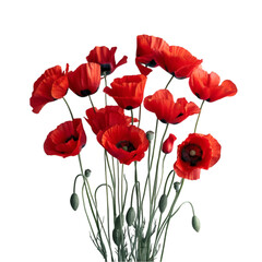 Closeup of a beautiful bouquet of red poppies isolated on a black background. Perfect for floral design projects.