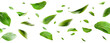 © Yeti Studio - Flying fresh green leaves, cut out