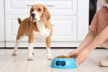 Wall Mural - Woman giving bowl with dry food to Adorable Beagle dog in kitchen